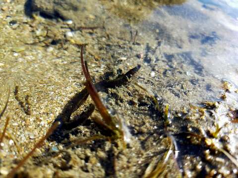 Image of Shortsnout pipefish