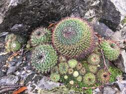 Mammillaria orcuttii Boed.的圖片