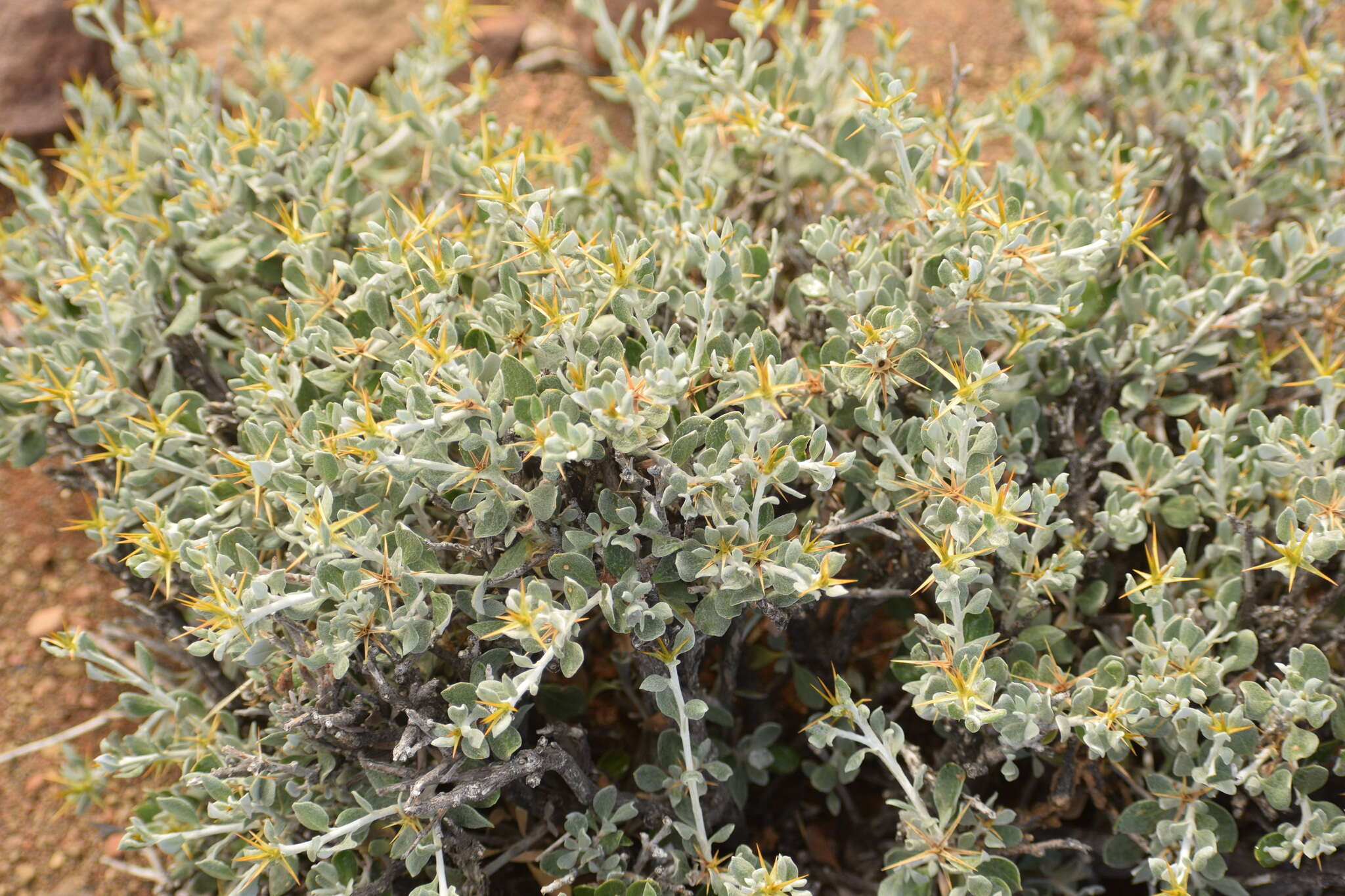 Image of Macledium spinosum (L.) S. Ortiz