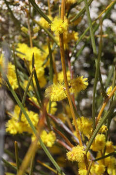 Image of Acacia granitica Maiden