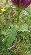 Image de Gentiana pannonica Scop.