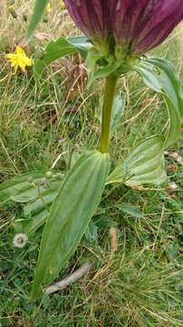 Image de Gentiana pannonica Scop.