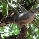 Image of Streptopelia decipiens ambigua (Barboza du Bocage 1881)