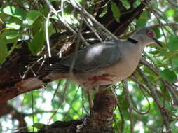 صورة Streptopelia decipiens ambigua (Barboza du Bocage 1881)