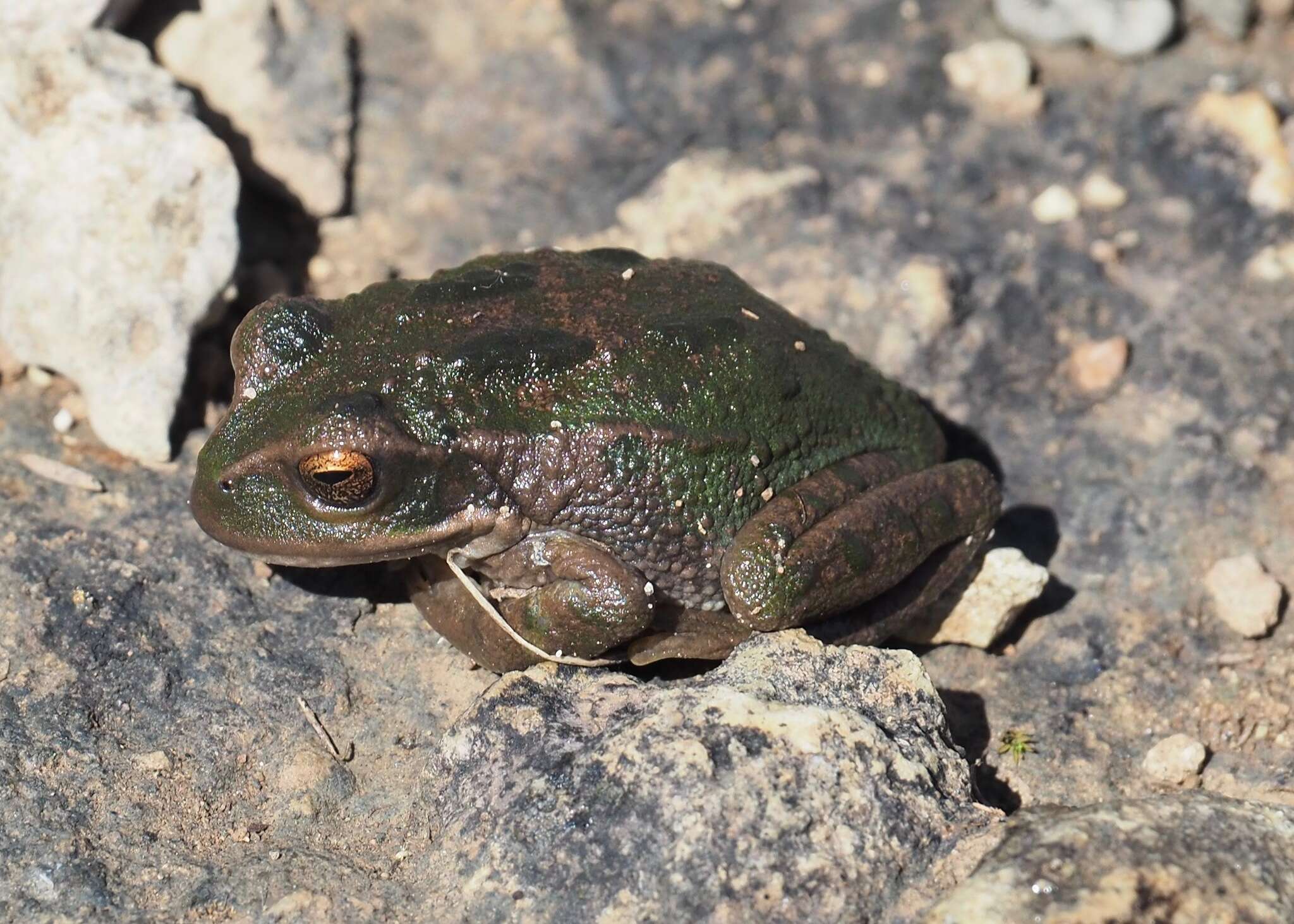 Image of Peru marsupial frog