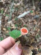 Image of Shaggy Scarlet Cup