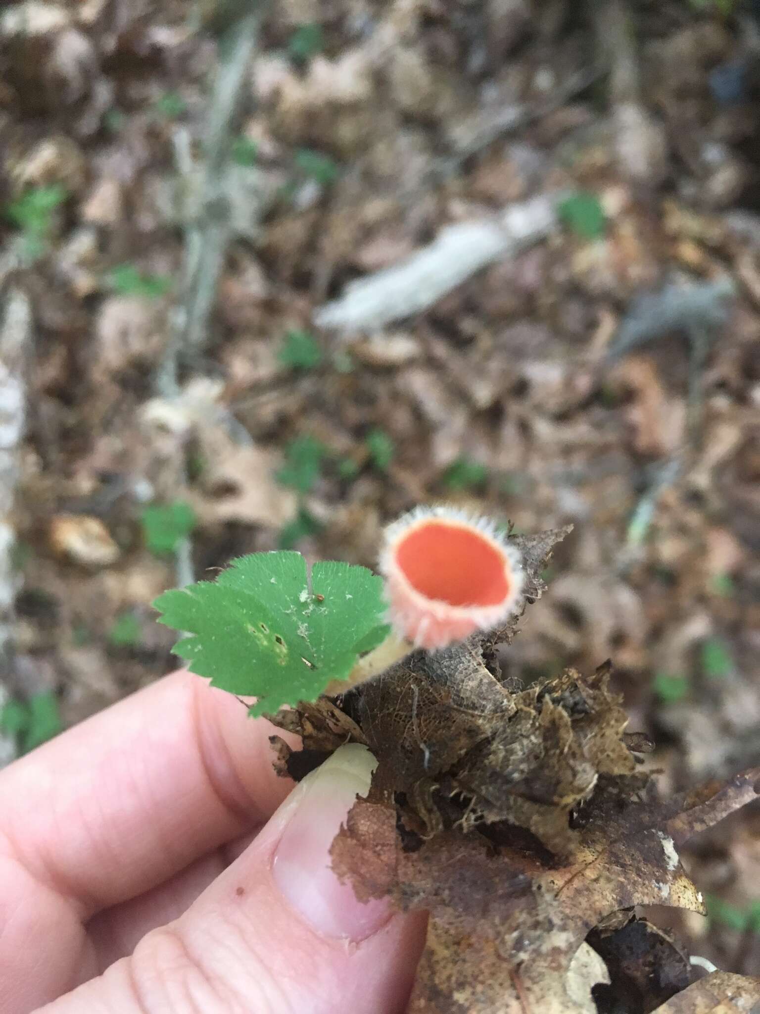 Image of Shaggy Scarlet Cup