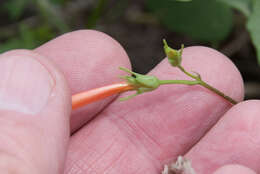 Слика од Ipomoea cristulata Hall. fil.