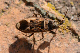 Image of Naphius apicalis (Dallas & W. S. 1852)