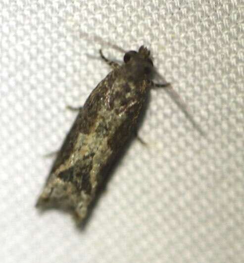 Image of Lantana Flower-Cluster Moth