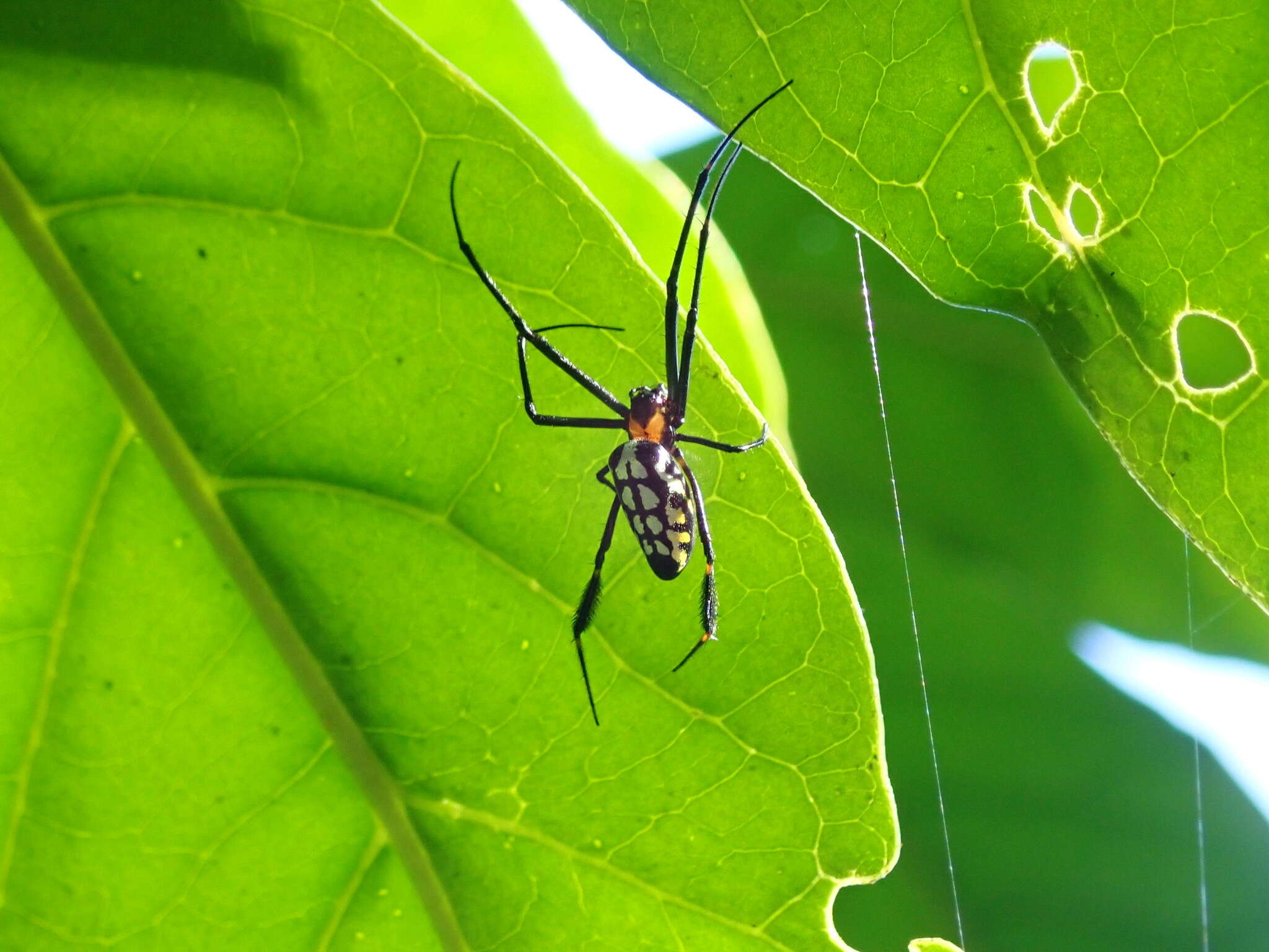 Image of Leucauge tessellata (Thorell 1887)