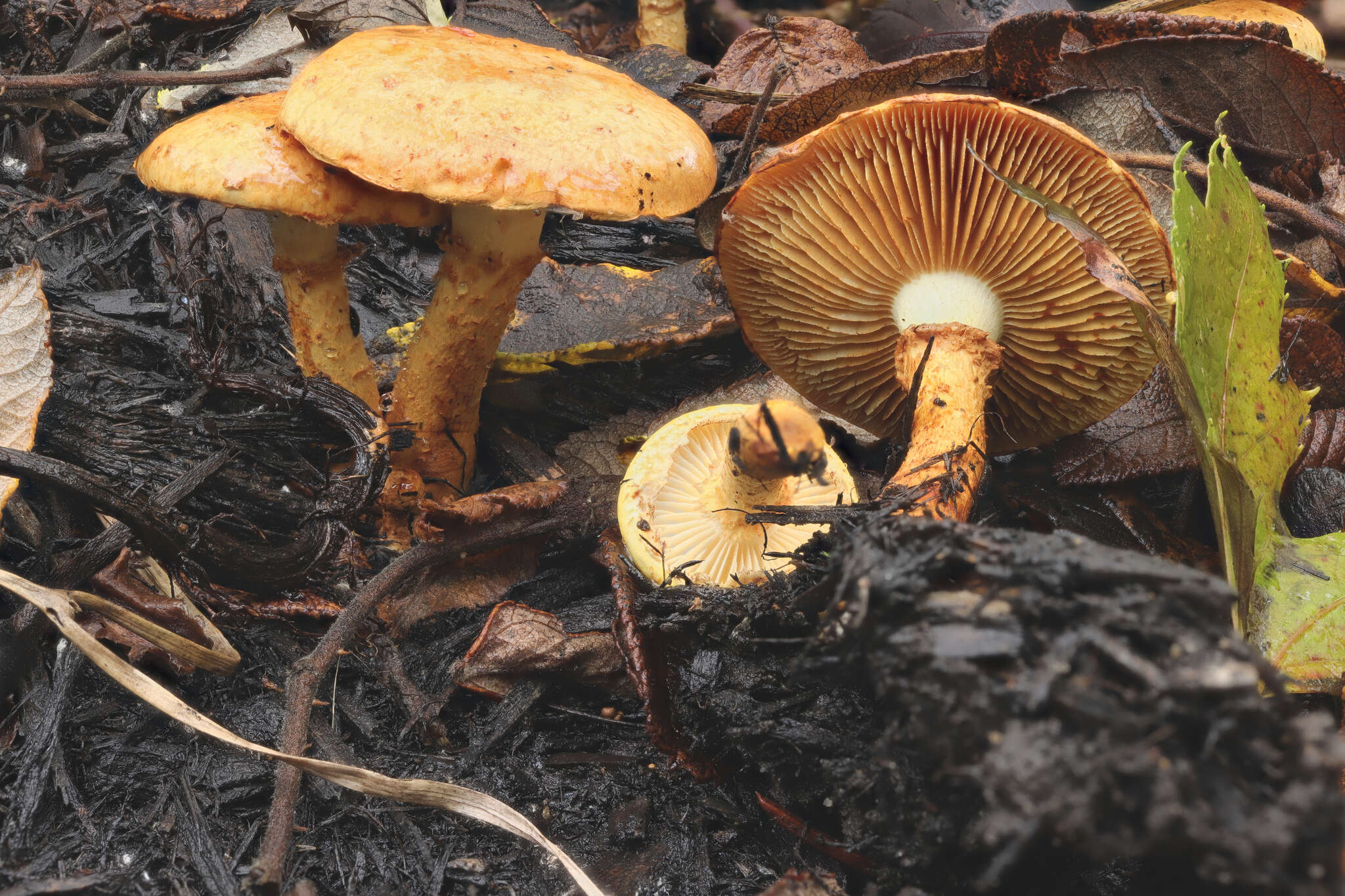 Imagem de Pholiota lucifera (Lasch) Quél. 1872