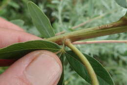 Image de Heteromorpha involucrata Conrath