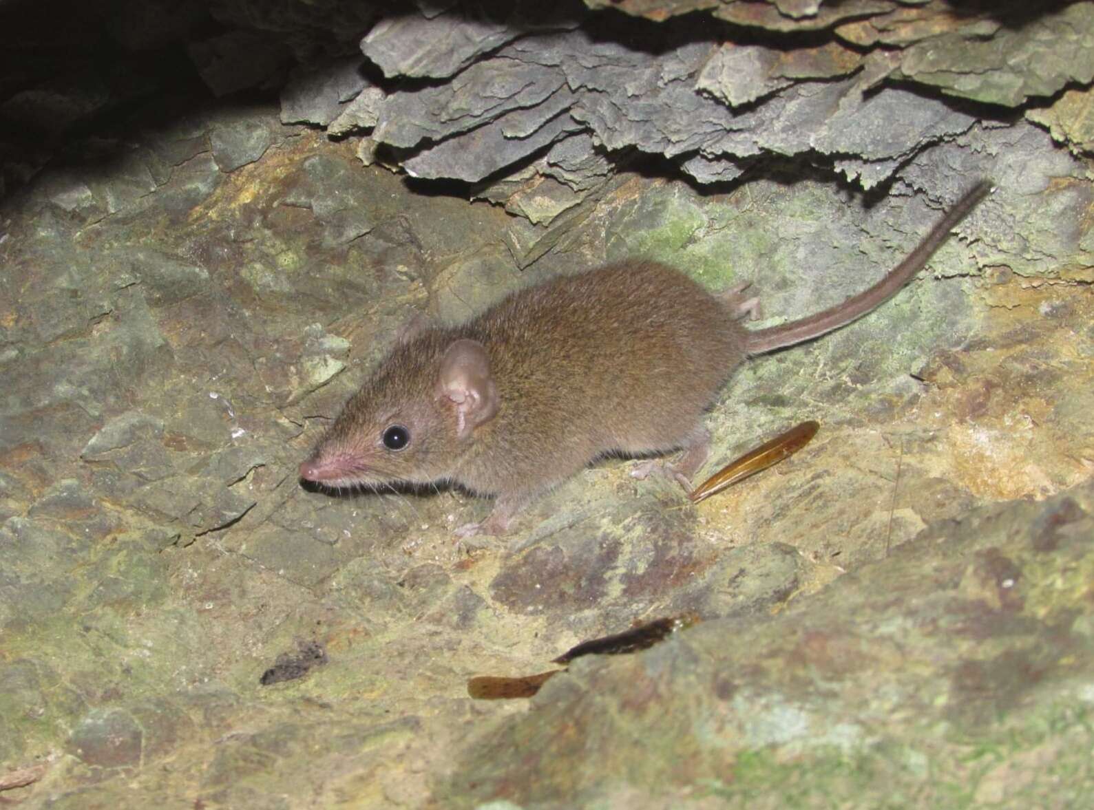 Imagem de Antechinus stuartii Macleay 1841