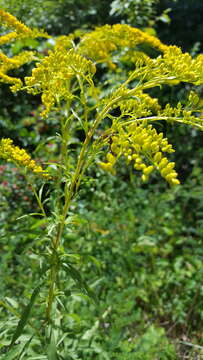 Image of early goldenrod