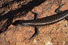 Image of Coastal snake-eyed skink