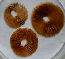 Image of Crassisporium