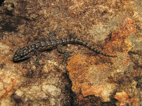 Image of Brazilian gecko