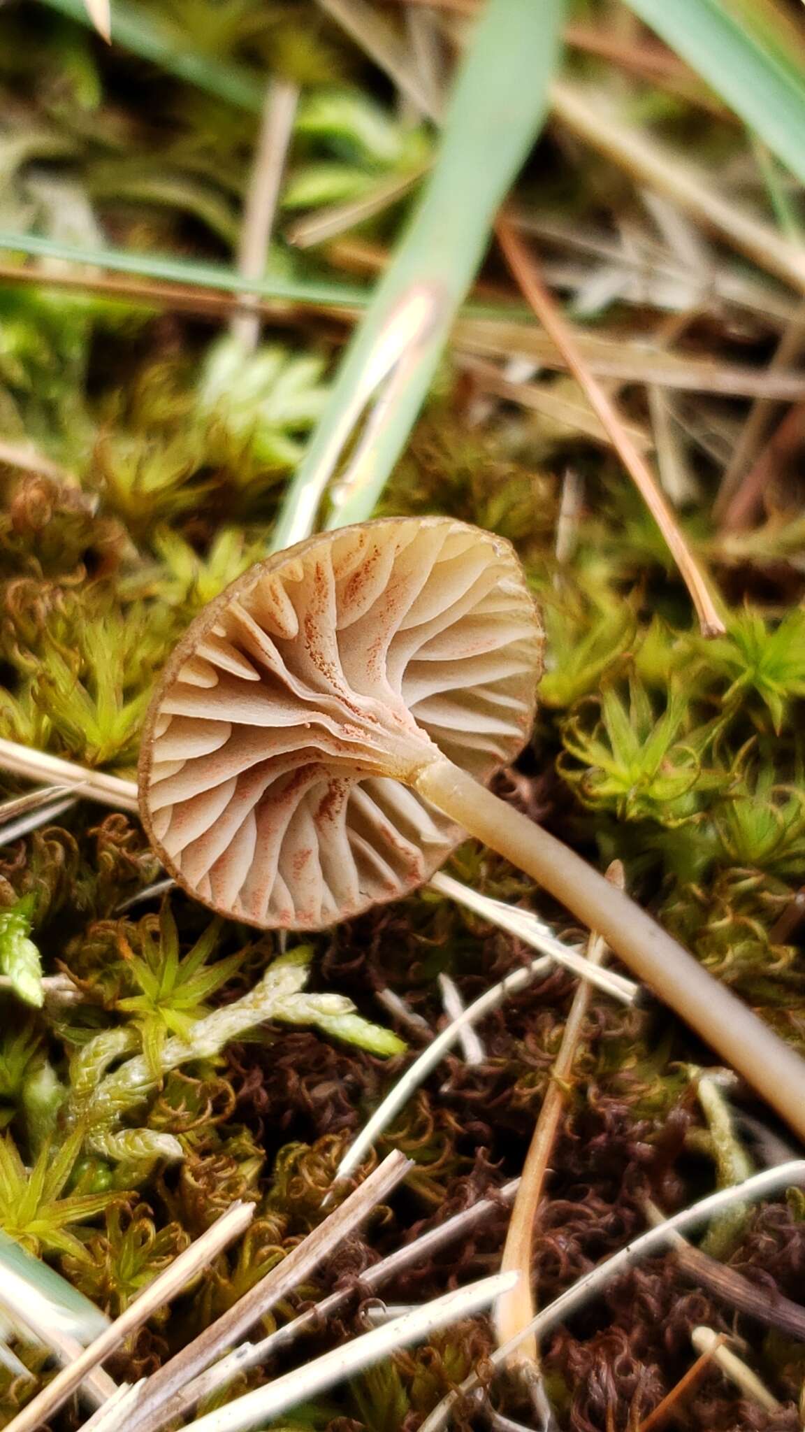 Image of Entoloma cuboideum Hesler 1967