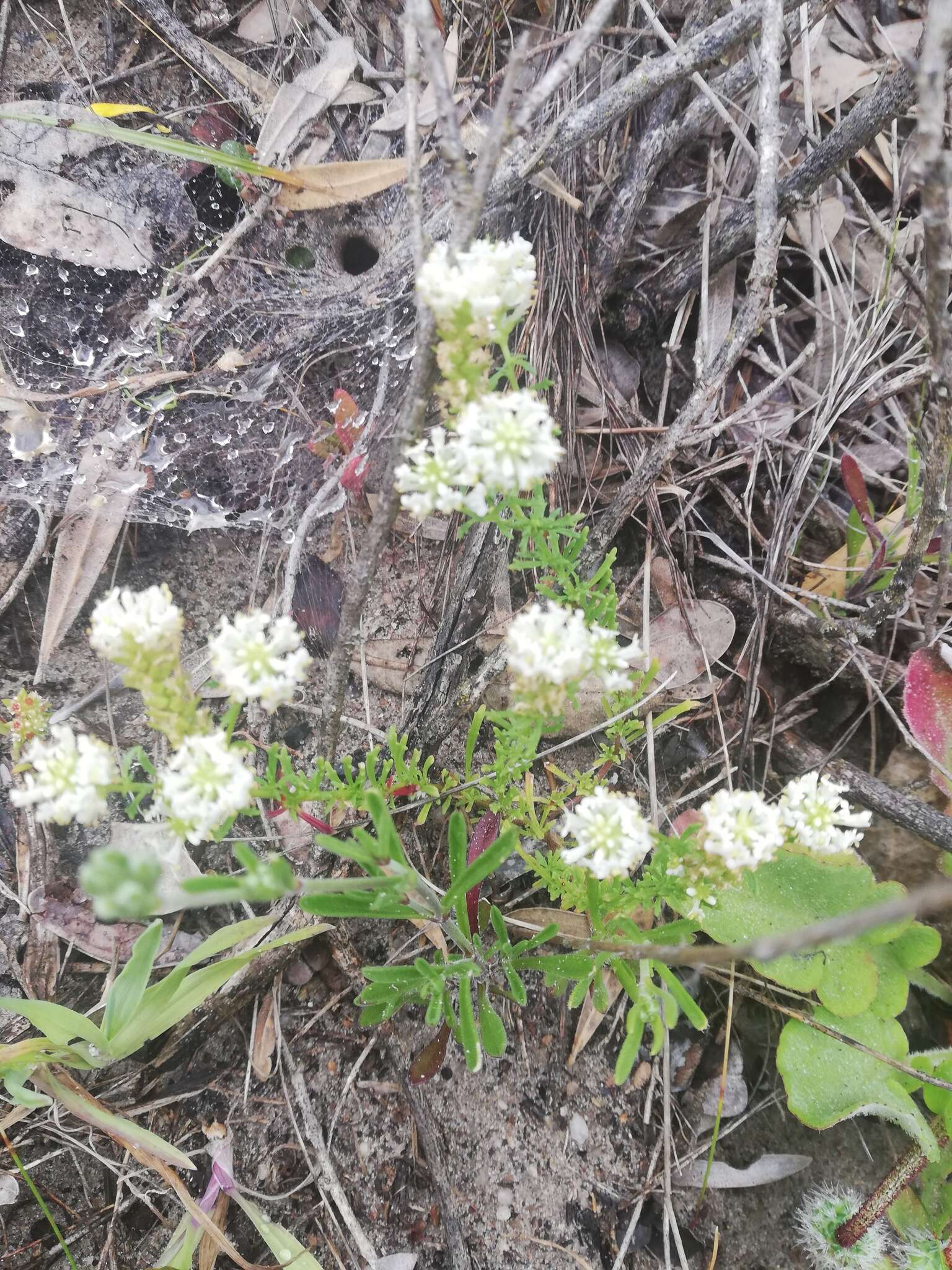 Image of Fringe Falseslugwort