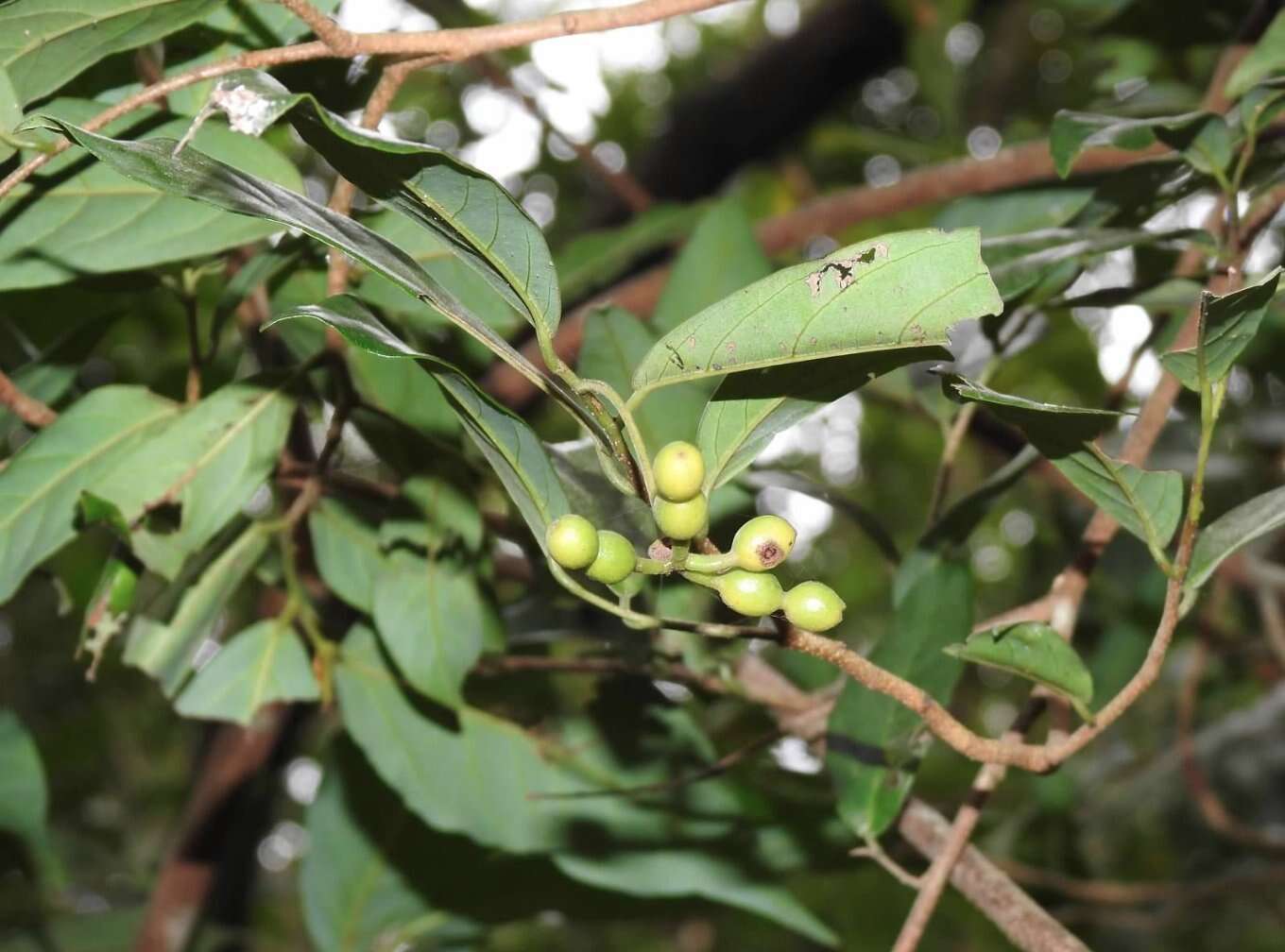 Image of Desmos chinensis Lour.