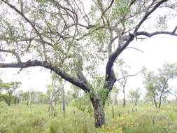 Imagem de Eucalyptus acmenoides Schauer