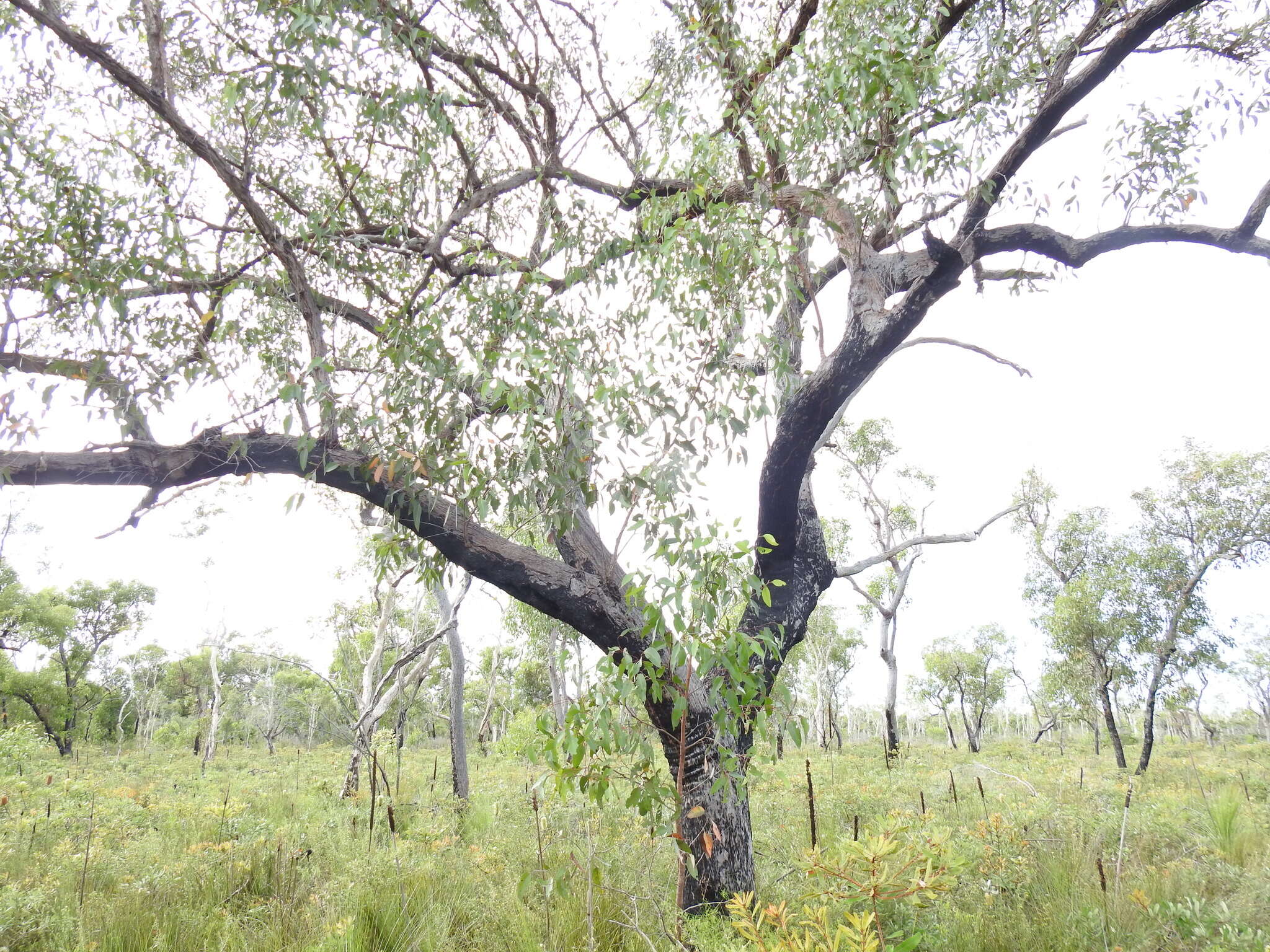 Imagem de Eucalyptus acmenoides Schauer