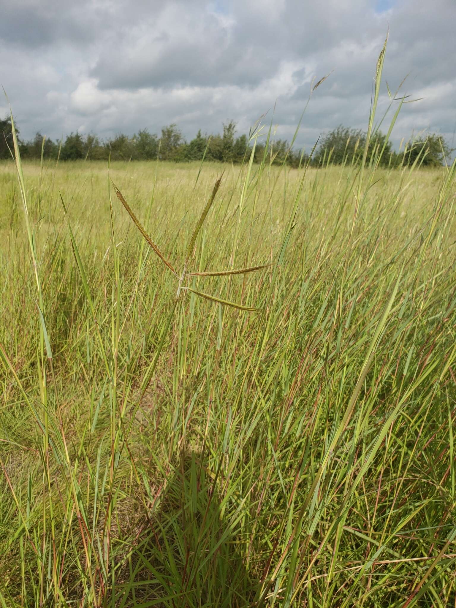 Image of Angleton bluestem