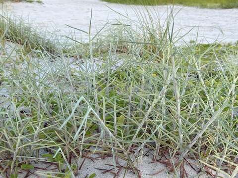 Image of gulf bluestem