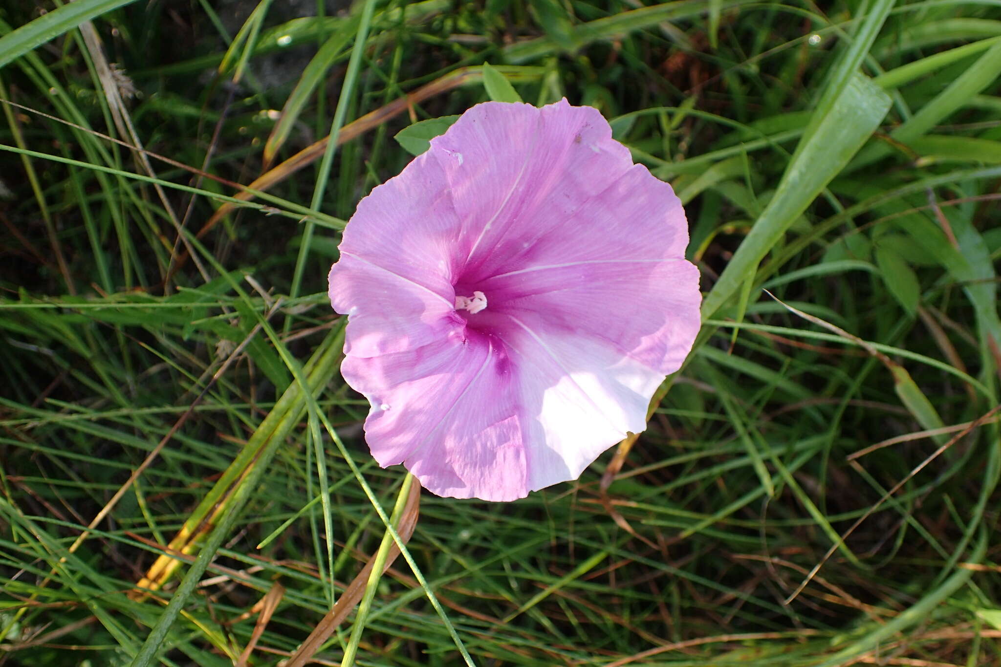 Слика од Ipomoea sagittata Poir.