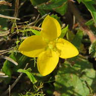 Image of Pond Primrose-Willow