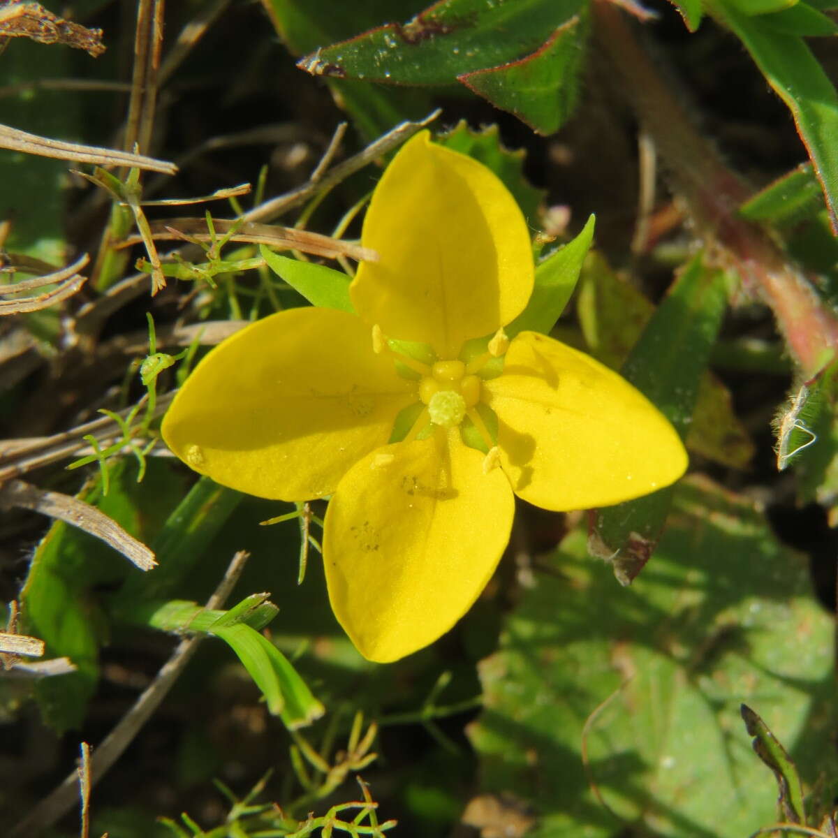 صورة Ludwigia arcuata Walt.