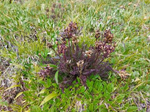 Image of Pedicularis amoena Adams ex Steven