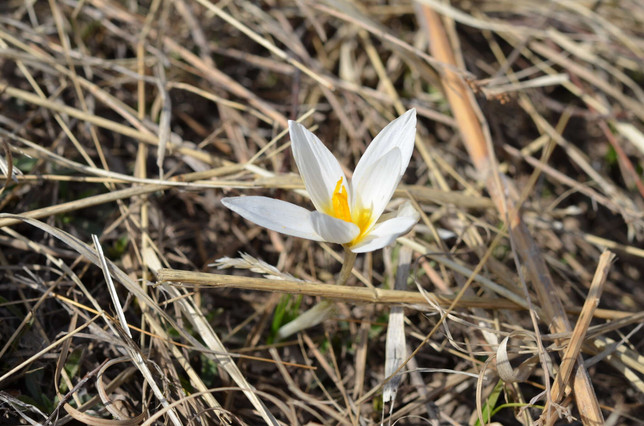 Image of Crocus alatavicus Regel & Semen.