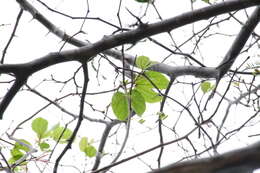 Image of Bauhinia pringlei S. Watson