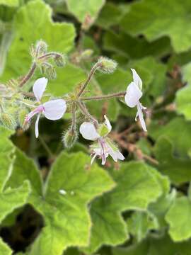 Image of Pelargonium tomentosum Jacq.