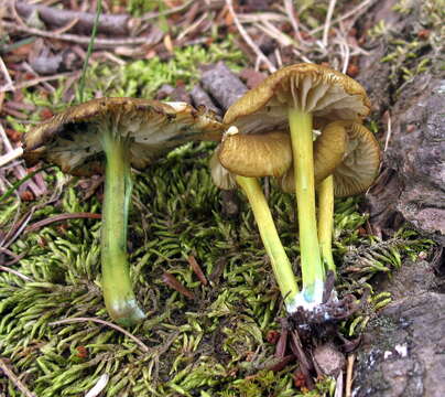 Image of Entoloma incanum (Fr.) Hesler 1967