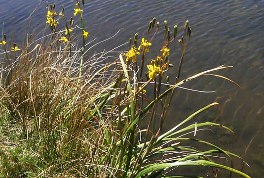 Moraea huttonii (Baker) Oberm. resmi