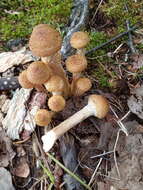 Слика од Armillaria borealis Marxm. & Korhonen 1982