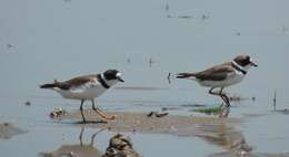 Image of Semipalmated Plover