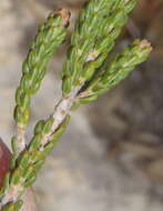 Image of Erica strigilifolia var. strigilifolia