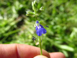 Salvia subincisa Benth. resmi