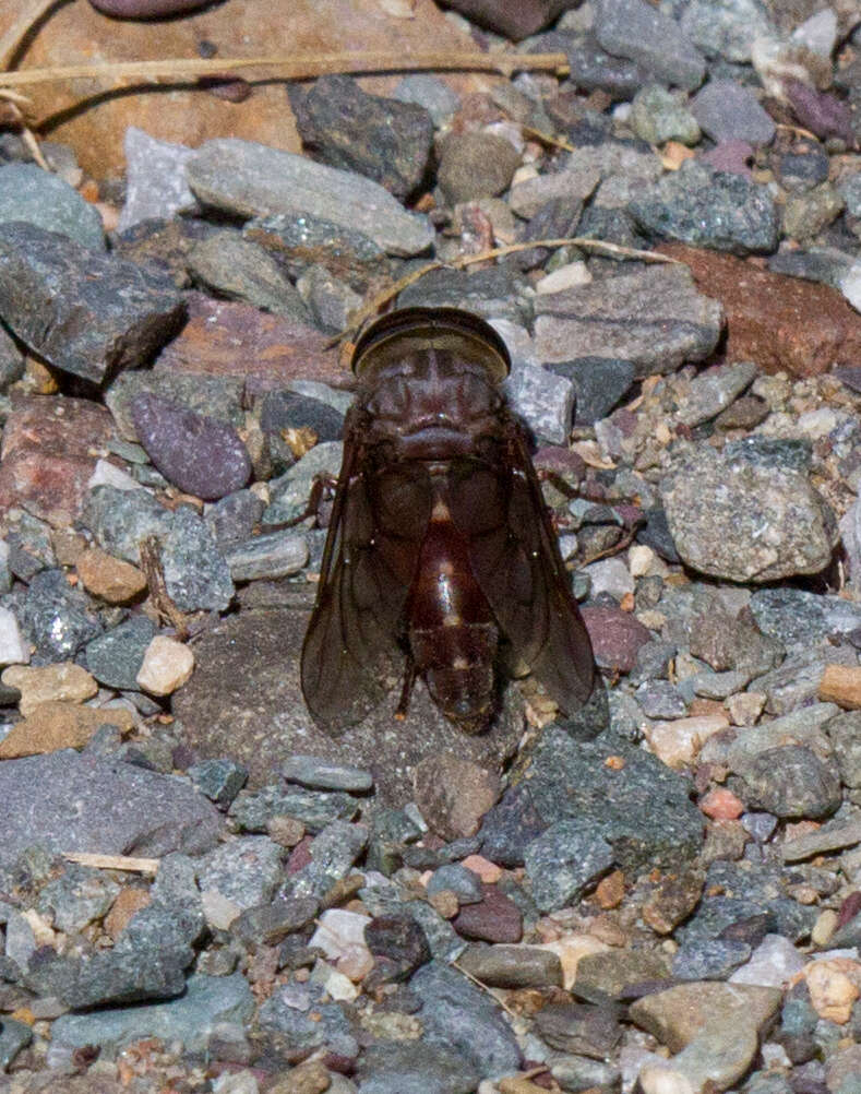 Image of Tabanus catenatus Walker 1848