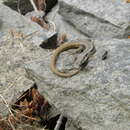 Image of Madeira Wall Lizard