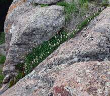 Image of Front Range alumroot