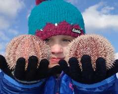 Image of Edible sea urchin