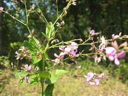 Image of Nuttall's ticktrefoil