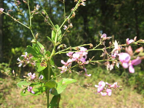 Desmodium nuttallii (Schindl.) B. G. Schub. resmi