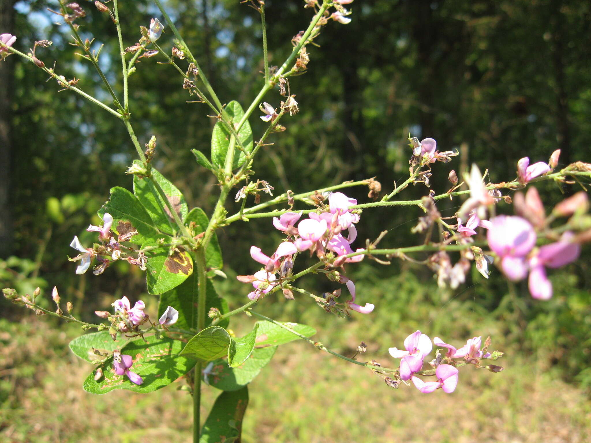 Imagem de Desmodium nuttallii (Schindl.) B. G. Schub.