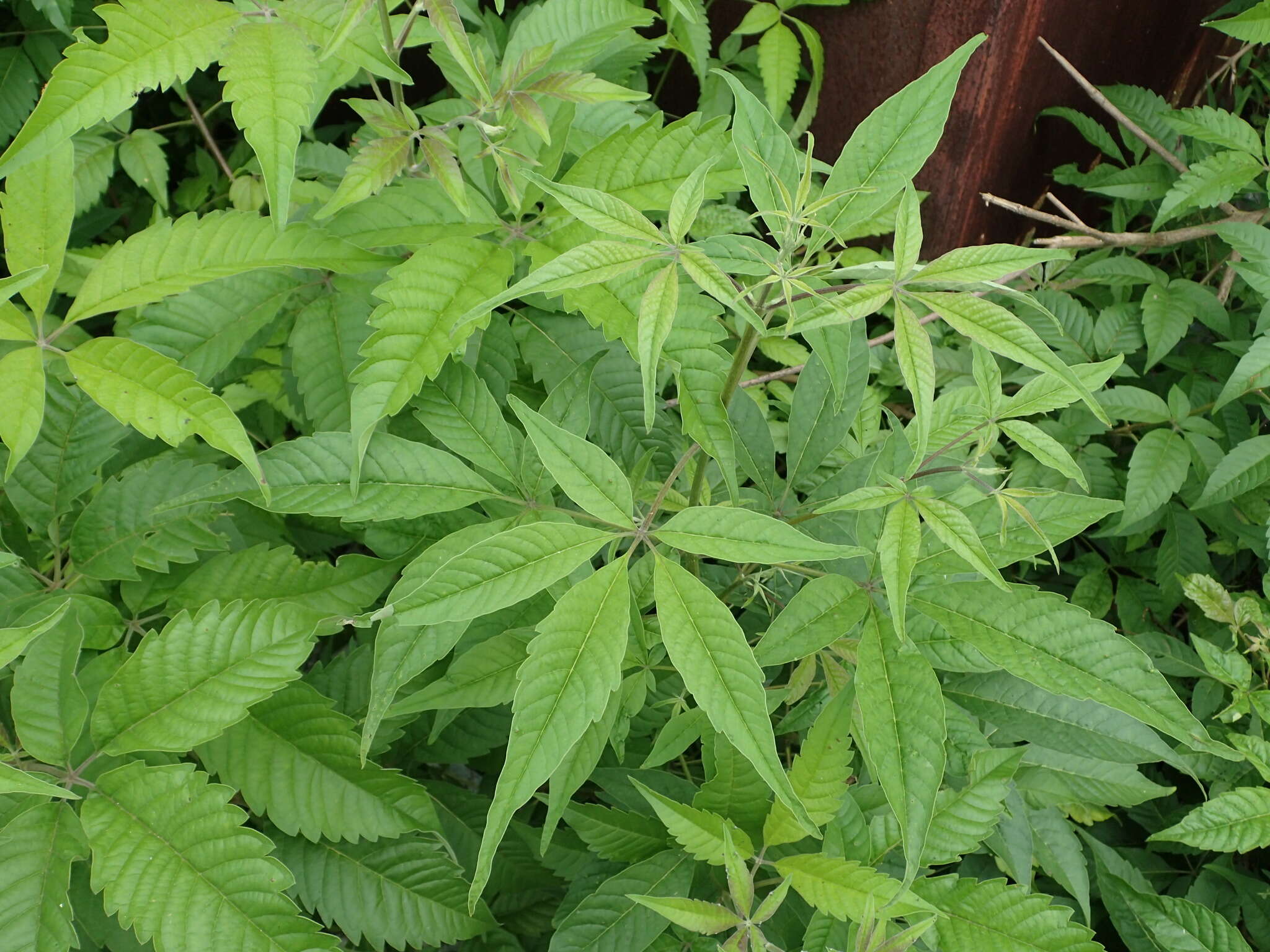 Plancia ëd Vitex negundo var. cannabifolia (Siebold & Zucc.) Hand.-Mazz.